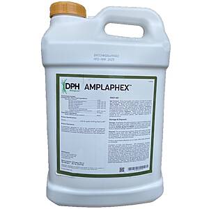 Amplaphex