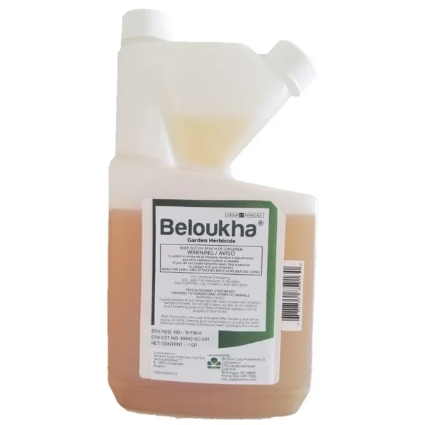 Beloukha Quart